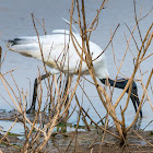 black-headed ibis, Oriental white ibis, Indian white ibis, black-necked ibis