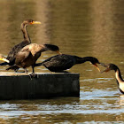 Double-crested cormorant