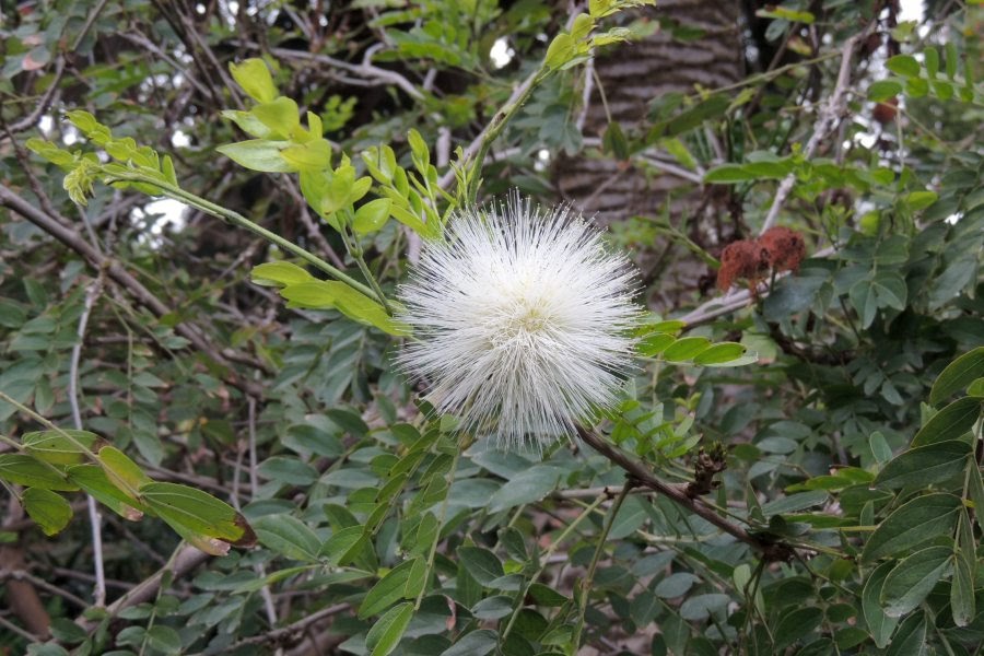 Botanischer_Garten_Weiss