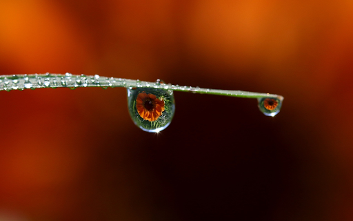 Water drops on leaves