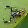 Scorpion Spider (female)