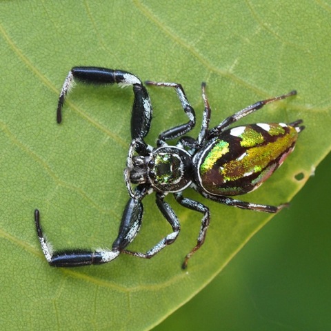 Scorpion Spider (female)