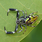 Scorpion Spider (female)