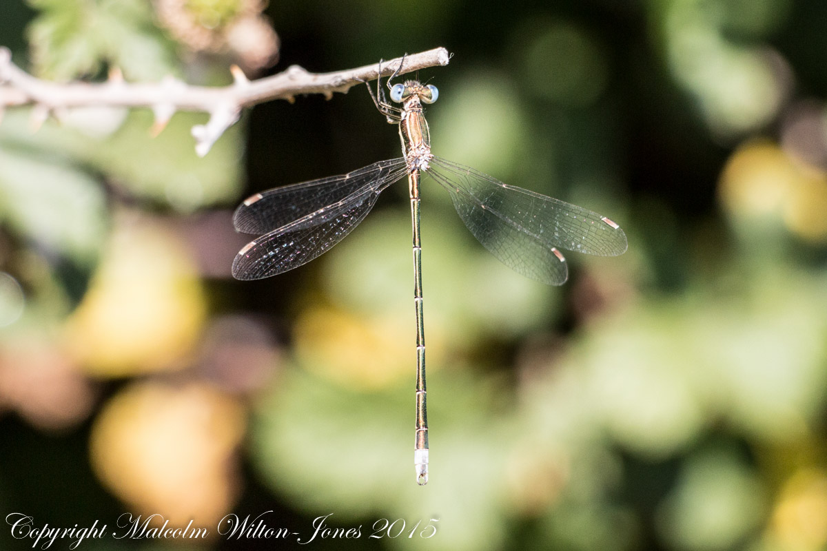 Small Spreadwing