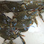 Chesapeake Blue Crab