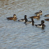 Ring necked duck