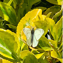 cabbage white butterfly