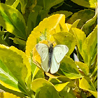 cabbage white butterfly