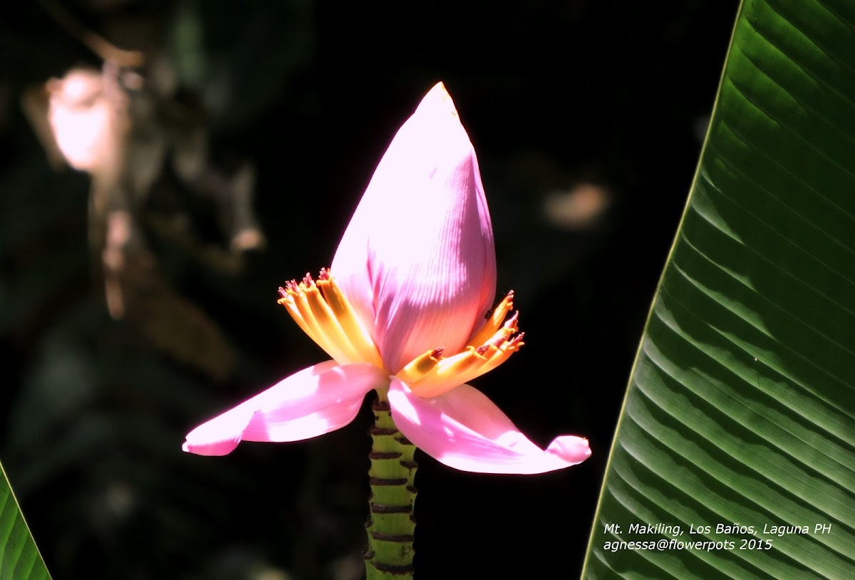 Flowering Banana