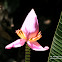 Flowering Banana