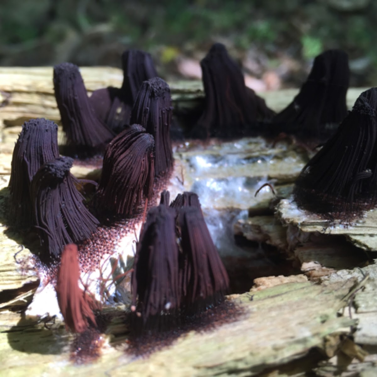 Chocolate Tube Slime Mold