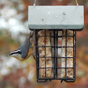 Red-breasted nuthatch