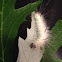 American dagger moth caterpillar