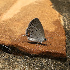 Acadican hairstreak