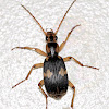 Ground beetle