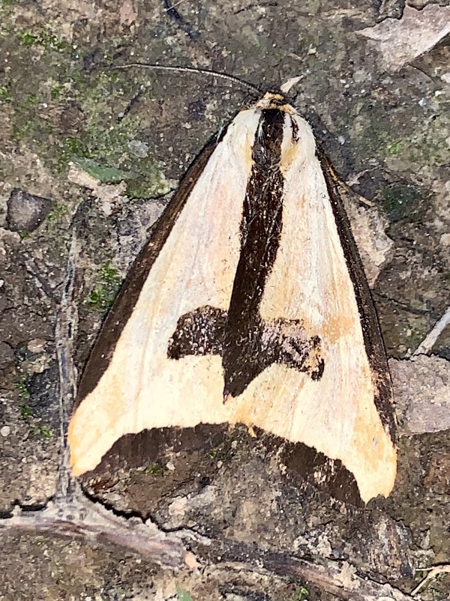 Clymene moth