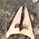 Clymene moth