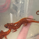 Cave Salamander