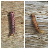 Tobacco Budworm