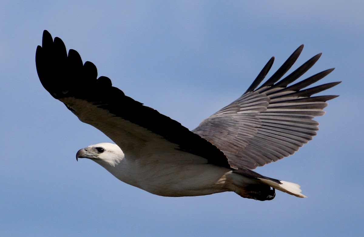 White-bellied Sea-Eagle