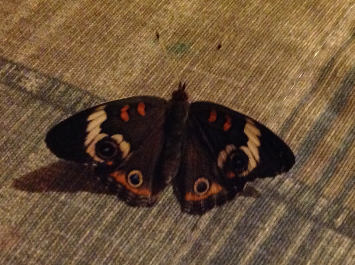 Common Buckeye Butterfly ( Adult)