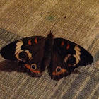 Common Buckeye Butterfly ( Adult)