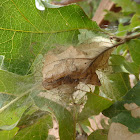 Leaf-tying Moth