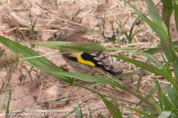 Goldfinch; Jilguero