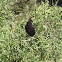 Long-crested Eagle