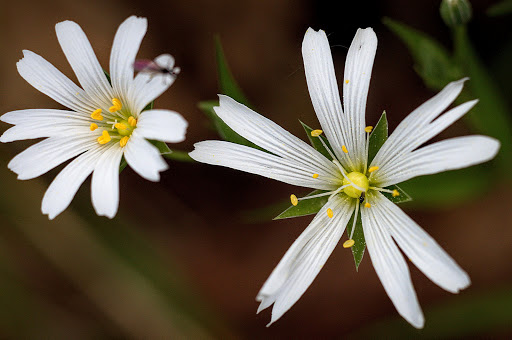 Stellaria holostea