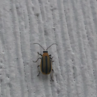 Striped cucumber beetle