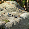 Five-lined Skink