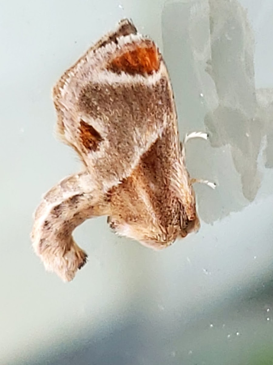 brown moth