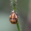 ladybird larvae