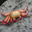 Red crab on rock