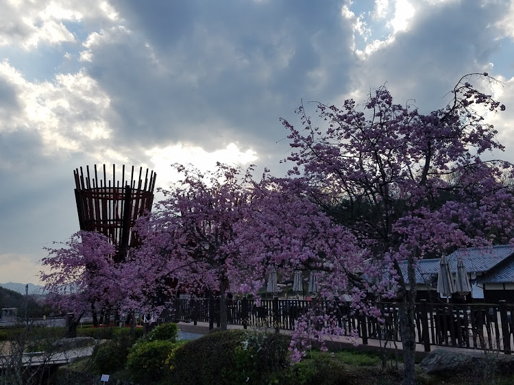エルグランドのローガン・桜コラボ・旧美濃加茂昭和村・秘密の場所・満開に関するカスタム事例の投稿画像9枚目