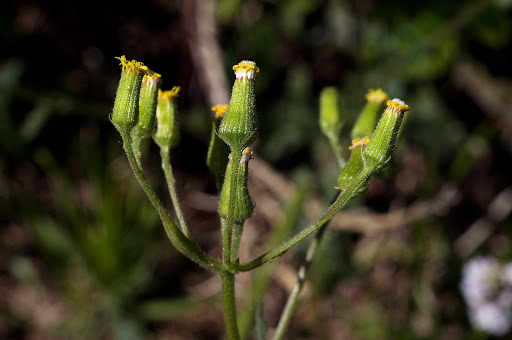 Senecio lividus