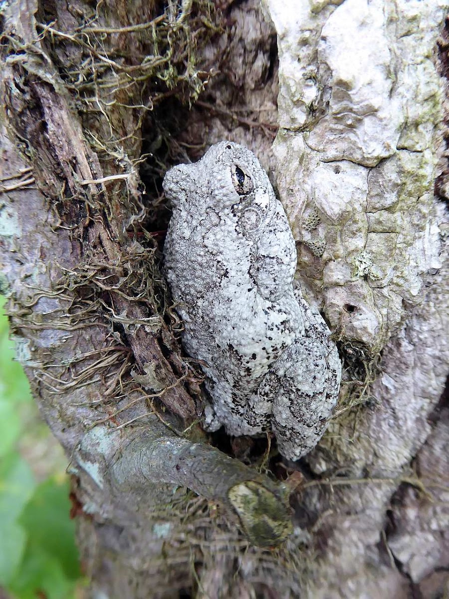 Gray Treefrog