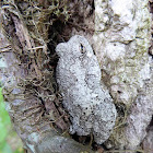 Gray Treefrog