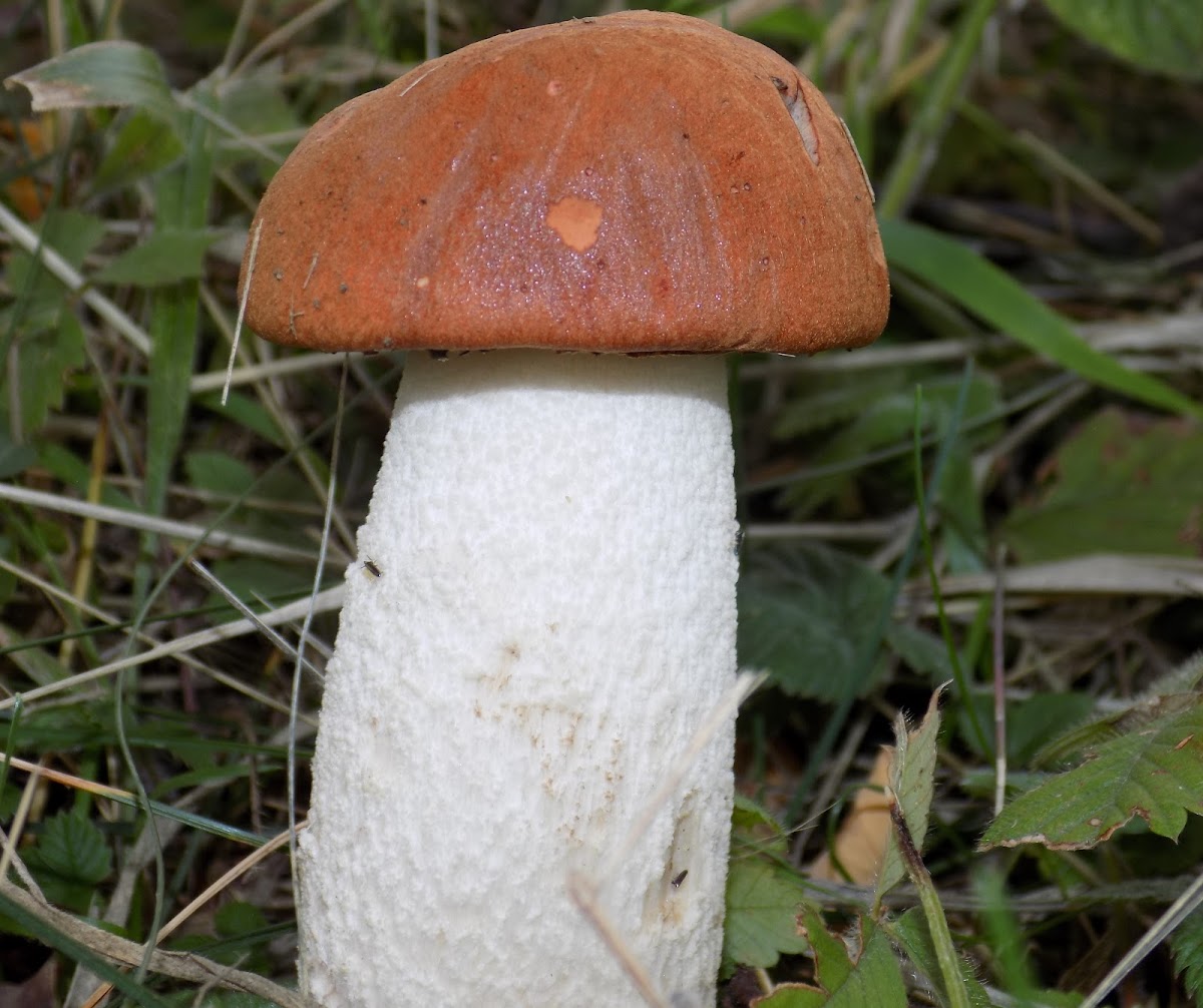 Red-capped scaber stalk