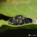 Bold jumping spider