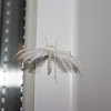 White Plume Moth