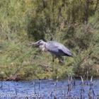 Grey Heron; Garza Real