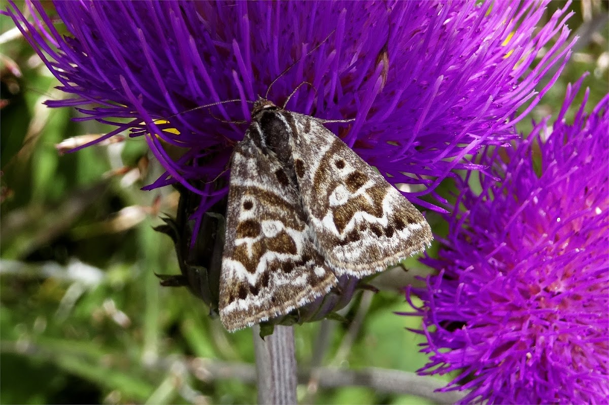 Mother Shipton Moth