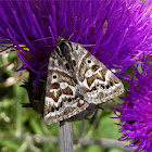 Mother Shipton Moth