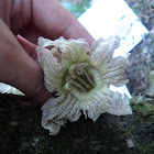 Totumo flowers and fruits