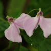 Impatiens