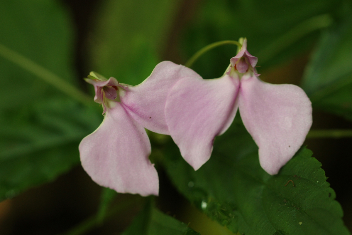 Impatiens