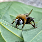 Carpenter  Bee