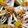 Fading Himalayan Aster, Lilac Himalayan Aster